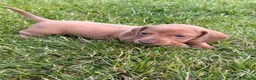 Miniature Dachshund dogs for sale: Beautiful miniature dachshund puppies available  - Advert 5