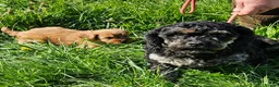 Mixed Breed dogs for sale: Lovely cockapoo x cockailer puppies for sale  - Advert 7