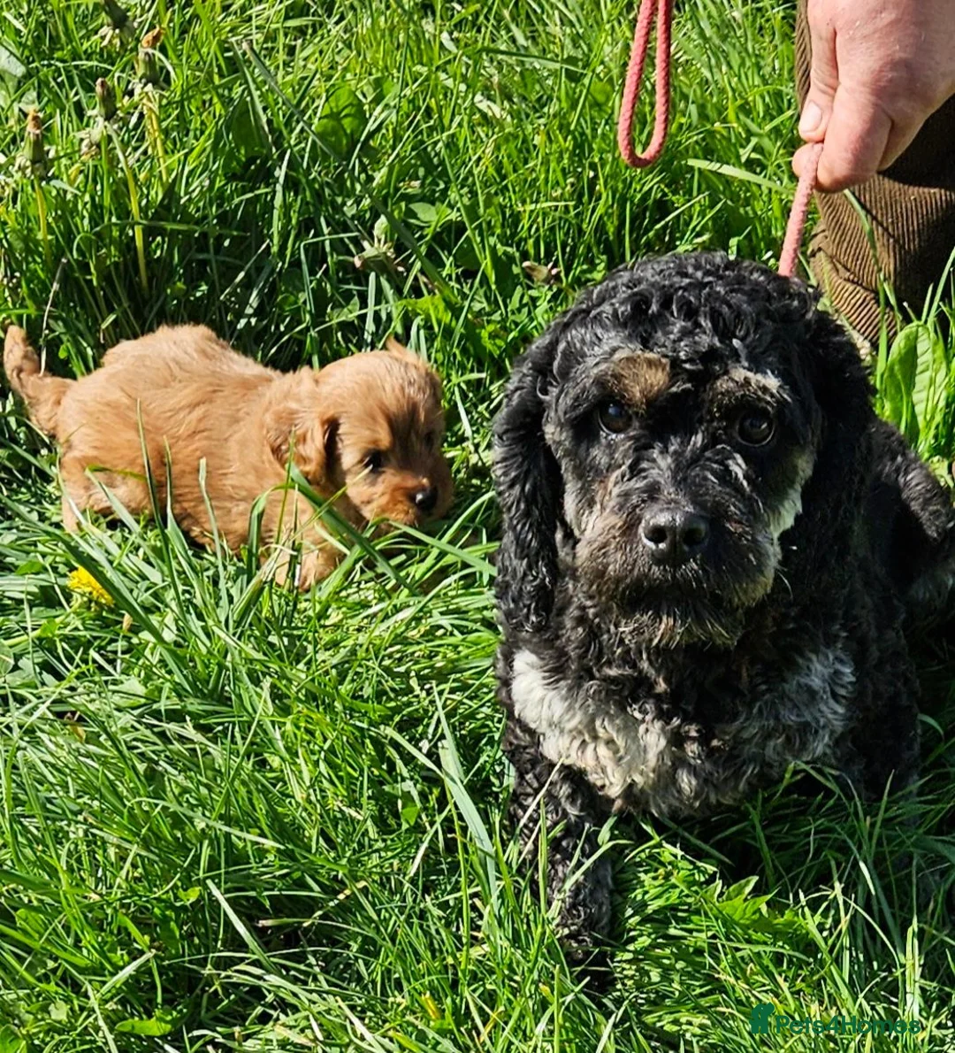 Mixed Breed dogs for sale: Lovely cockapoo x cockailer puppies for sale  - Advert 7