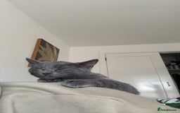 Mixed Breed cats for sale: Daisy  - Image 2