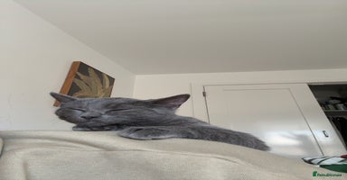 Mixed Breed cats - Advert 7