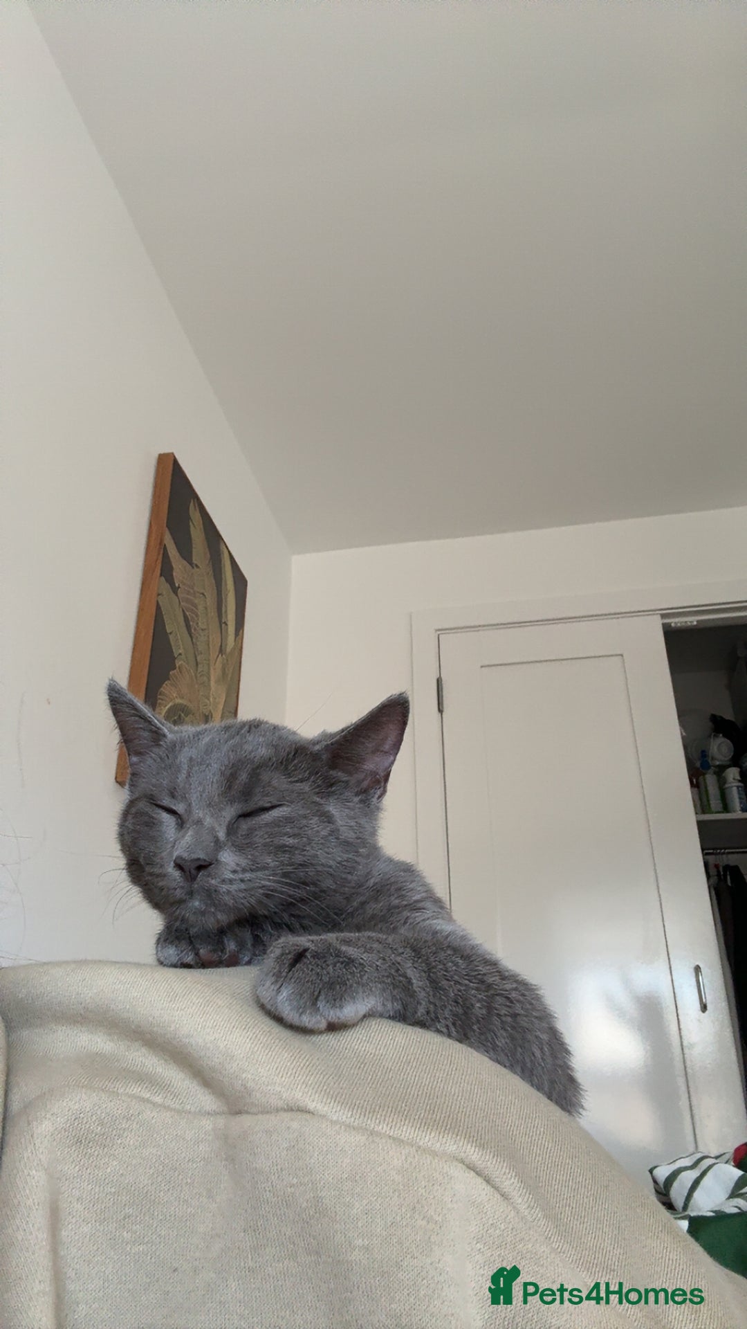 Mixed Breed cats for sale: Daisy  - Image 2