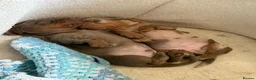 Miniature Dachshund dogs for sale: Two beautiful KC registered puppies  in Hull - Advert 10