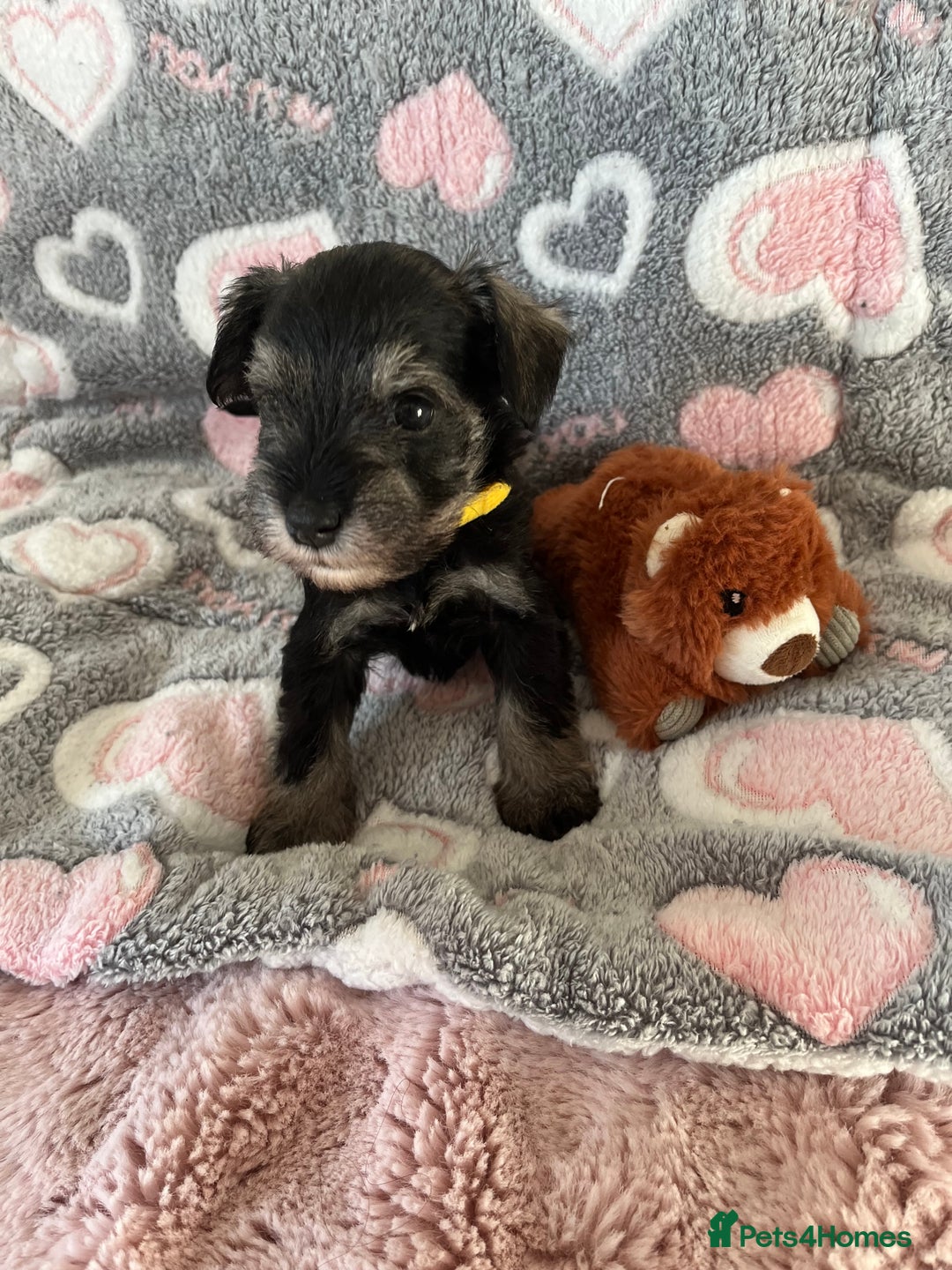 Miniature Schnauzer dogs for sale: Beautiful KC miniature Schnauzers  - Advert 30
