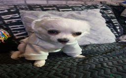 Chihuahua dogs for stud: Stud long haired white Chihuahua  in Coatbridge - Image 5