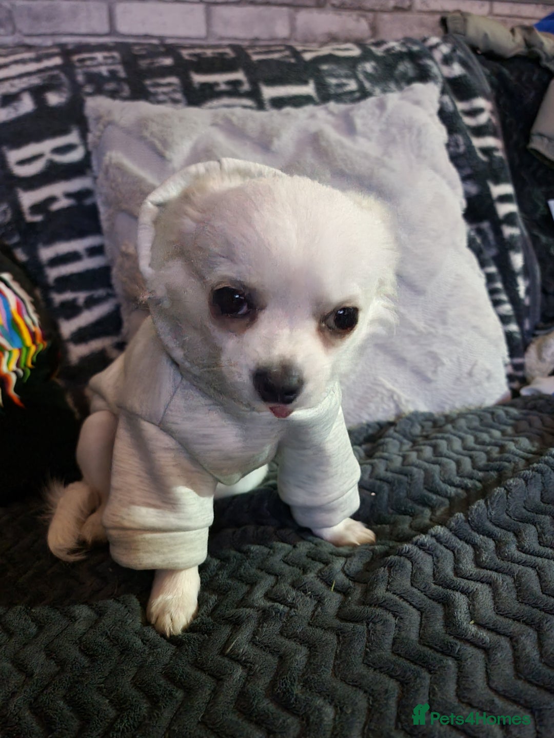 Chihuahua dogs for stud: Stud long haired white Chihuahua  in Coatbridge - Image 5