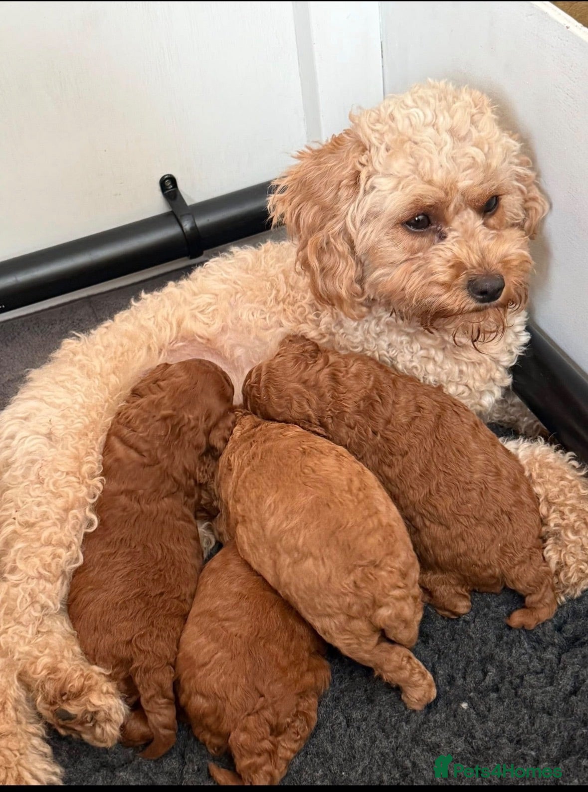 Cavapoo dogs Two male Cavapoo’s for sale🩵  - Advert 3