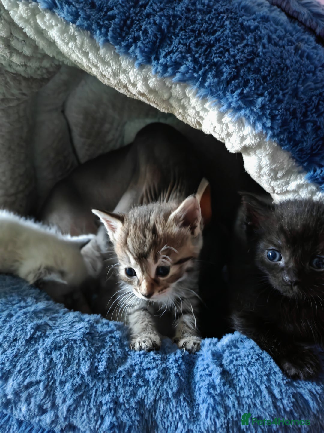 Sphynx cats for sale: For sale I have seven adorable kittens sphynx  - Image 3