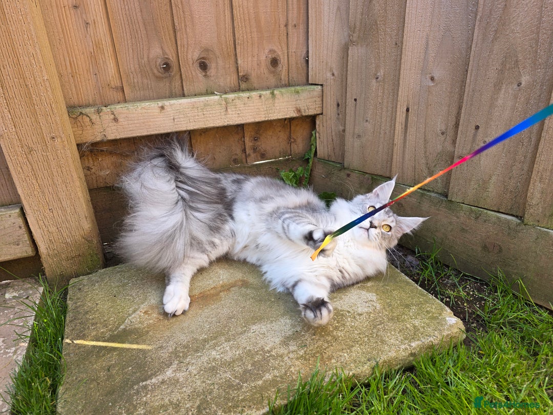 Maine Coon cats for sale: Affectionate & Handsome Purebred Maine Coon Boy  - Image 17