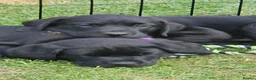Labrador Retriever dogs for sale: Last male pup! Stunning KC Registered working lab. - Advert 8