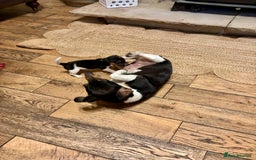 Jack Russell dogs for sale: Jack Russell pup - Image 5