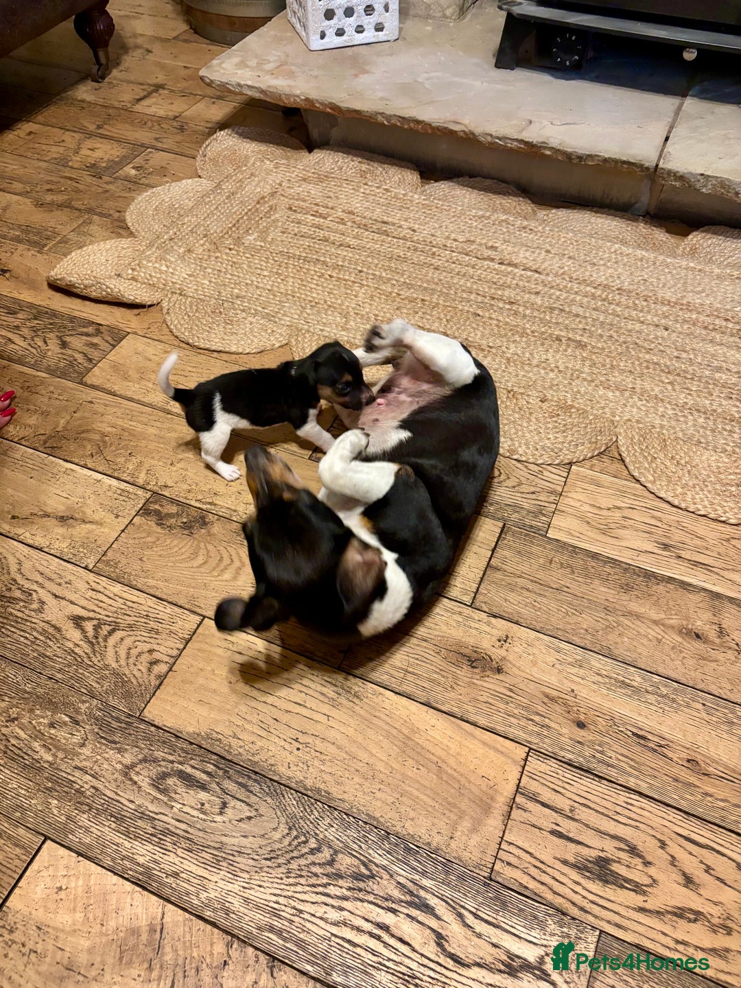 Jack Russell dogs for sale: Jack Russell pup - Image 5