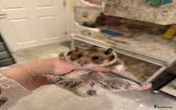 Hamster rodents for sale: Tame Pedigree HAMSTER SALE - ethically bred - Image 4