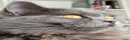 British Longhair cats for sale: Gorgeous British Blue longhair kittens - Advert 31
