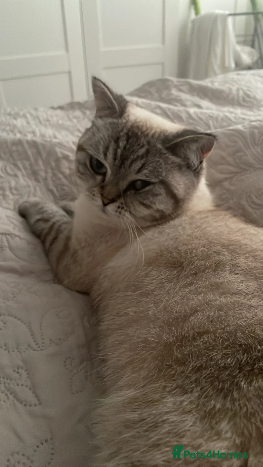 Scottish Fold cats for sale: Scottish fold shorthair kittens in Bognor Regis - Advert 12