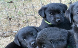 Labrador Retriever dogs for sale: Beautiful Labrador pups  - Image 13