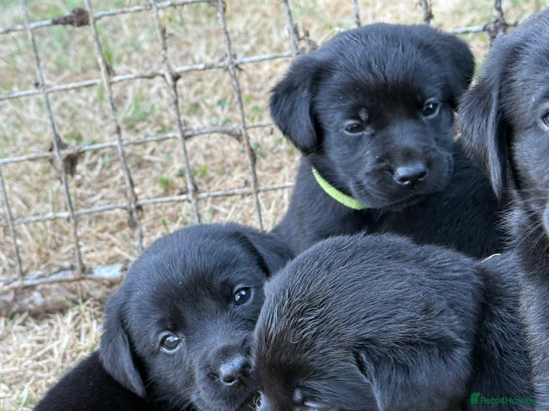 Labrador Retriever dogs for sale: Beautiful Labrador pups  - Image 13