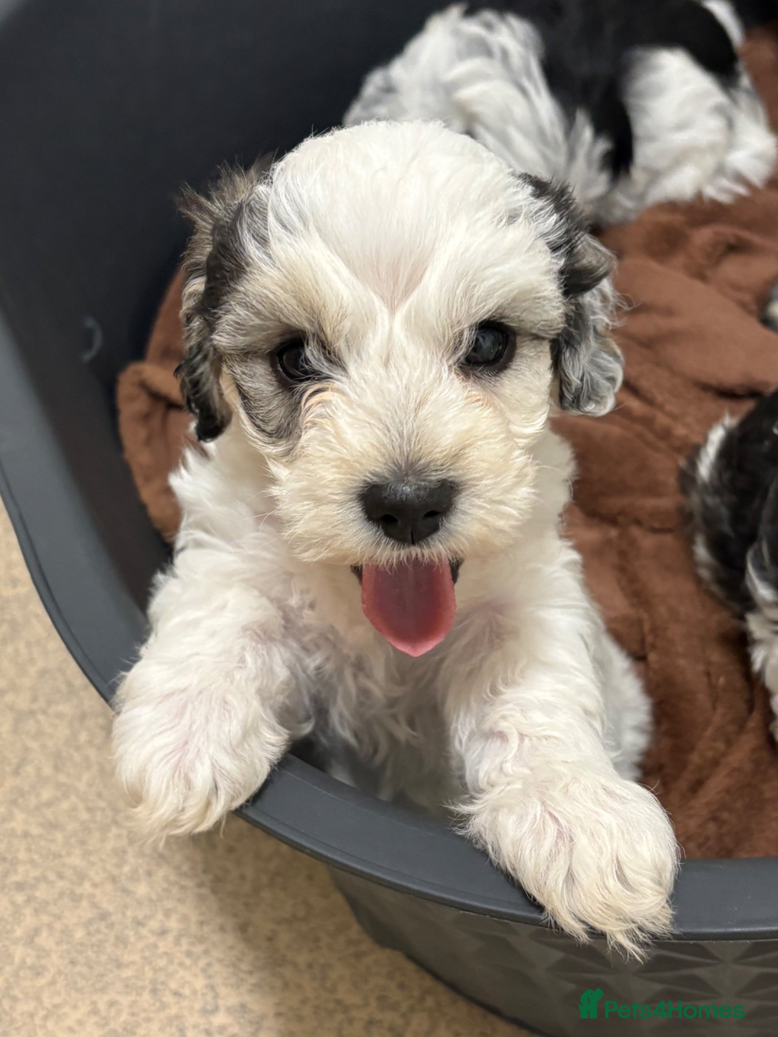 Mixed Breed dogs Cockapoo x Maltese  - Advert 12