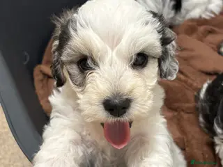 Mixed Breed dogs Cockapoo x Maltese - Advert 2