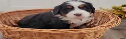 Bernese Mountain Dog dogs for sale: Bernese Mountain Dog Puppies in Leeds - Advert 8