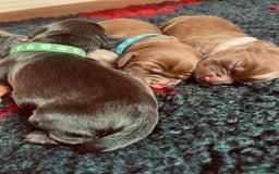 Cocker Spaniel dogs for sale: 🐶🐶🐶6 STUNNING WORKING COCKER SPANIELS🐶🐶🐶 - Image 7