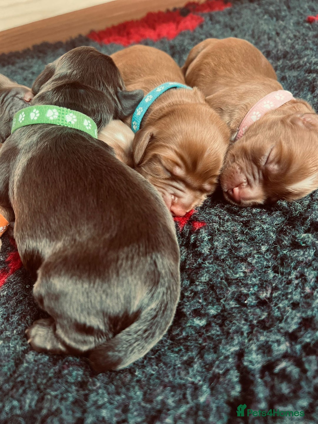 Cocker Spaniel dogs for sale: 🐶🐶🐶6 STUNNING WORKING COCKER SPANIELS🐶🐶🐶 - Image 7