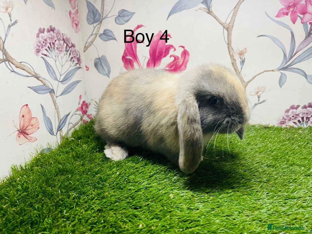 Mini Lop rabbits for sale: Male mini lop baby rabbit  - Advert 4