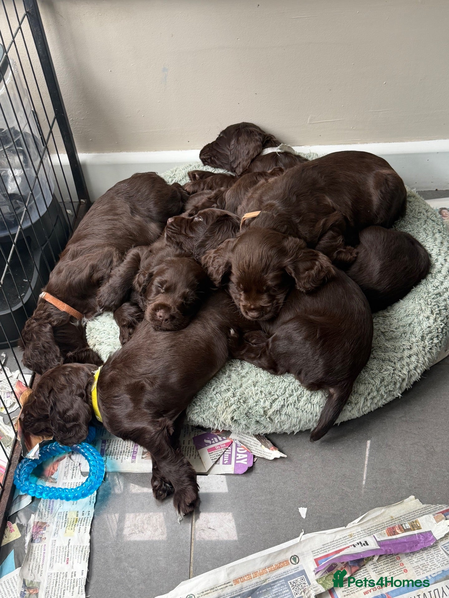 Cocker Spaniel dogs Liver Cocker spaniel puppys - Advert 2