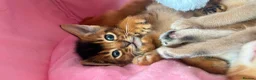 Abyssinian cats for sale: TICA Abyssinian kittens  - Advert 14