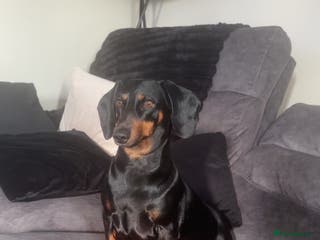 Dachshund dogs Black and Tan dachshund - Advert 1