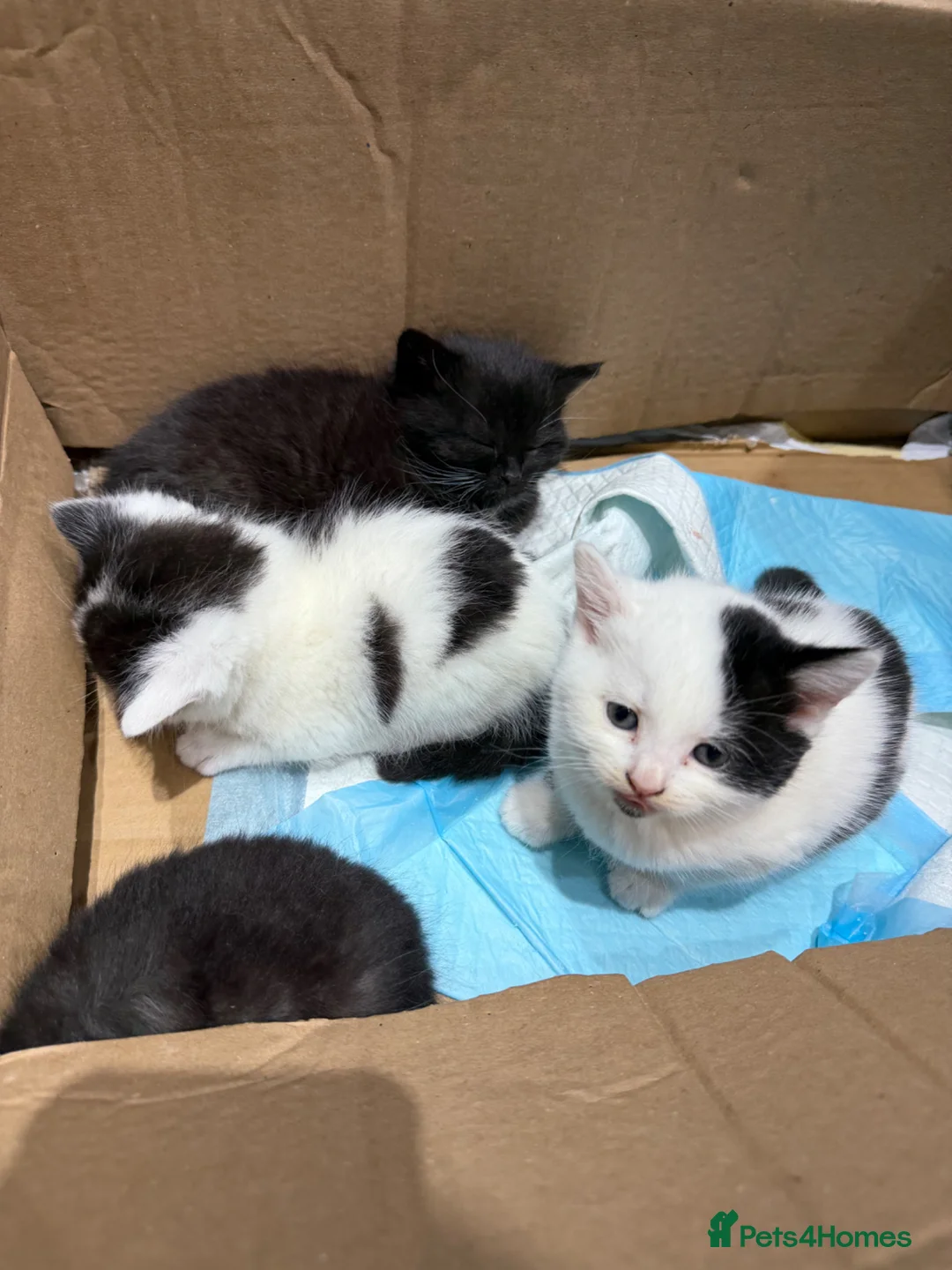 Mixed Breed cats for sale: 5 kittens for sale  - Advert 2