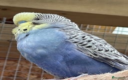 Budgerigars birds for sale: Budgerigars - Image 4