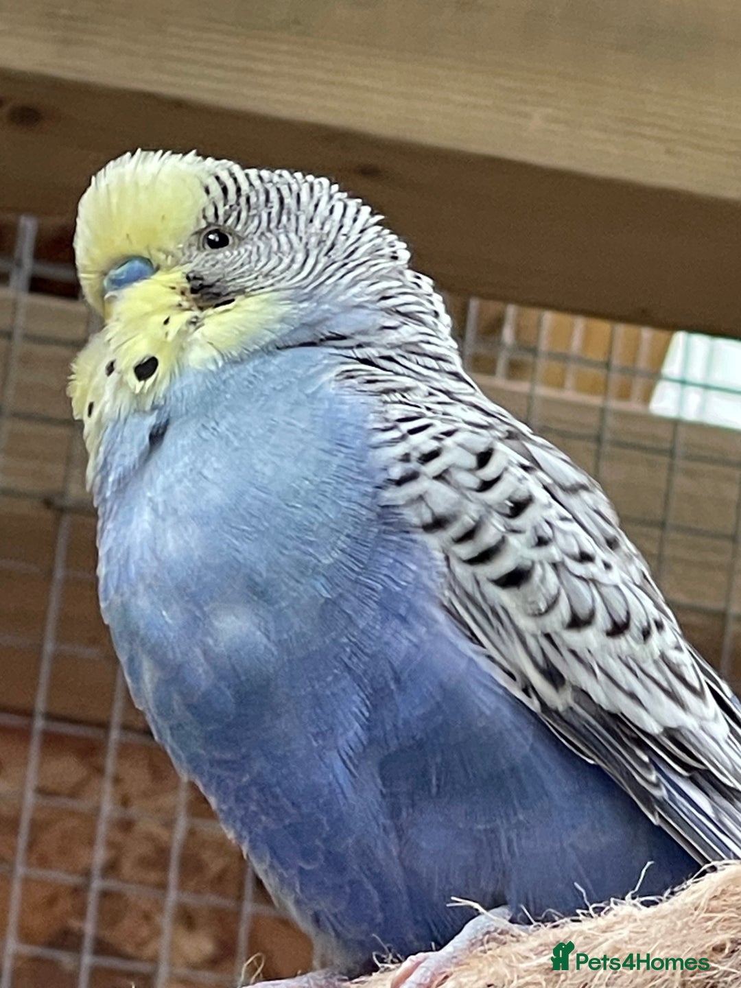 Budgerigars birds for sale: Budgerigars - Image 4