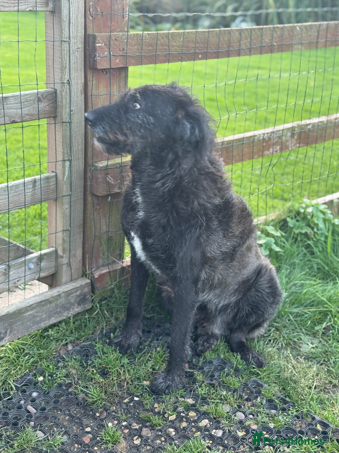 Mixed Breed dogs for adoption: Miro is desperate to find his special Person 💙 - Advert 15