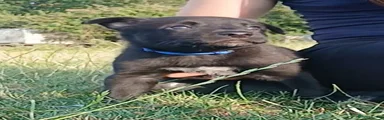Dark blue collared puppy