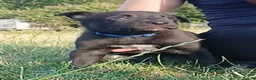 Mixed Breed dogs for sale: Lovely working collie/kelpie puppies in Buckingham - Advert 4