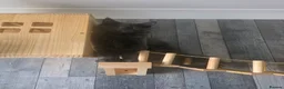 Maine Coon cats for sale: MAINE COON 2 boys left - Advert 14