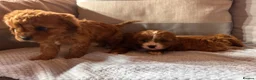 Cavapoo dogs for sale: Cavapoos  in Worcester - Advert 19