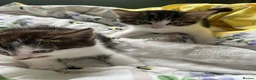 British Shorthair cats for sale: British Shorthair cross Kittens.Ready now.   - Advert 21