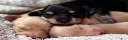 Miniature Dachshund dogs for sale: KC Longhaired Cream Miniature Dachshund Puppies - Advert 14
