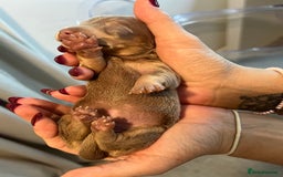 Miniature Dachshund dogs for sale: Beautiful litter of miniature dachshund  - Advert 4