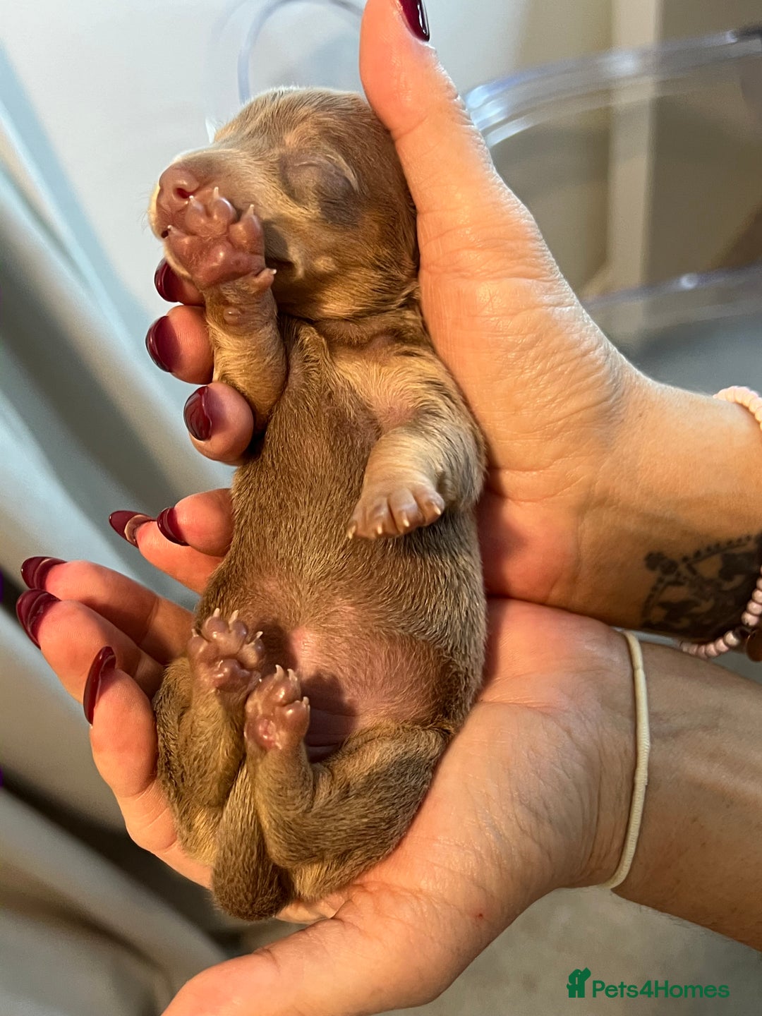 Miniature Dachshund dogs for sale: Beautiful litter of miniature dachshund  - Advert 4