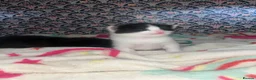 Mixed Breed cats for sale: Mixed breed female kittens  - Advert 5