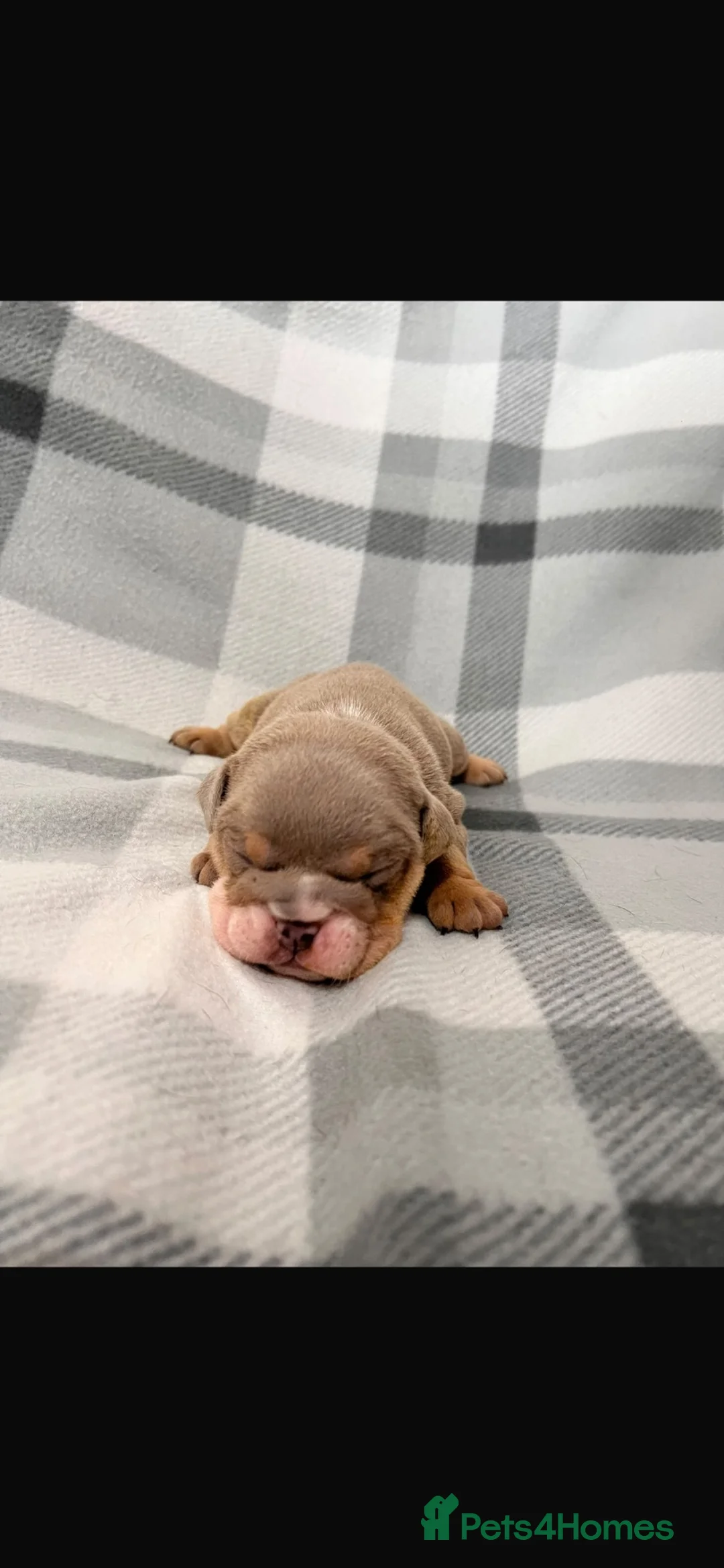 English Bulldog dogs for sale: 6 BEAUTIFUL ENGLISH BULLDOG PUPPYS BIBLE JOHN LINE in Leigh - Advert 10