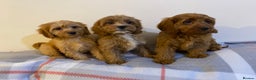 Cavapoo dogs for sale: Beautiful Cavapoo Puppies Available  - Advert 12