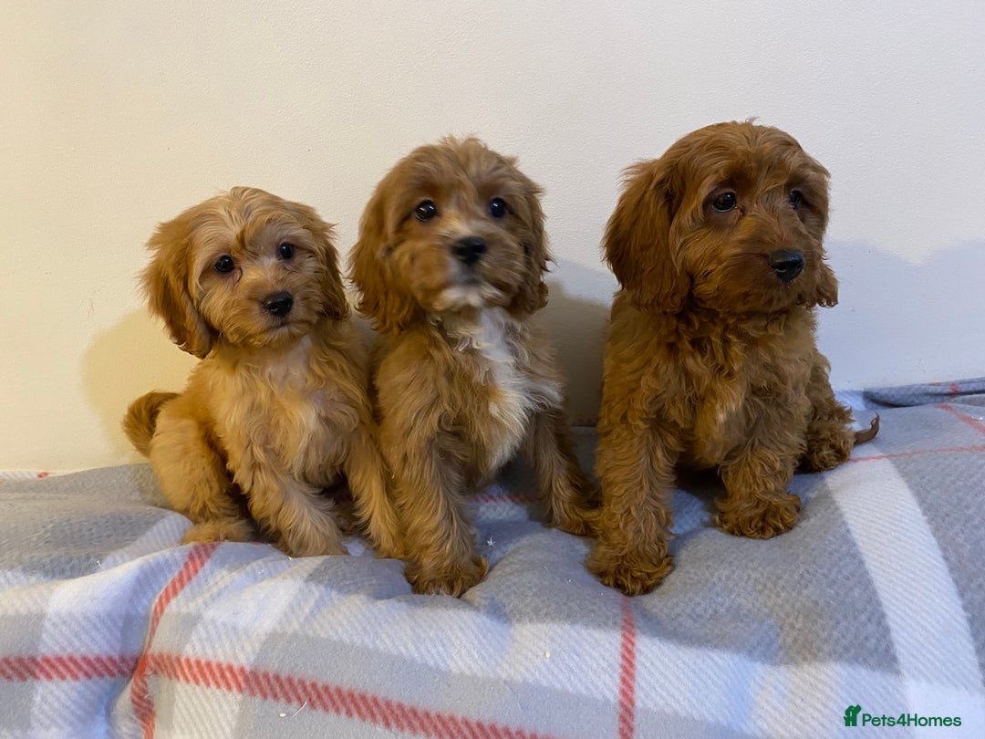 Cavapoo dogs for sale: Beautiful Cavapoo Puppies Available  - Advert 12