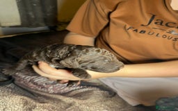 Goldendoodle dogs for sale: Beautiful Rainbow Litter of Goldendoodles - Advert 20