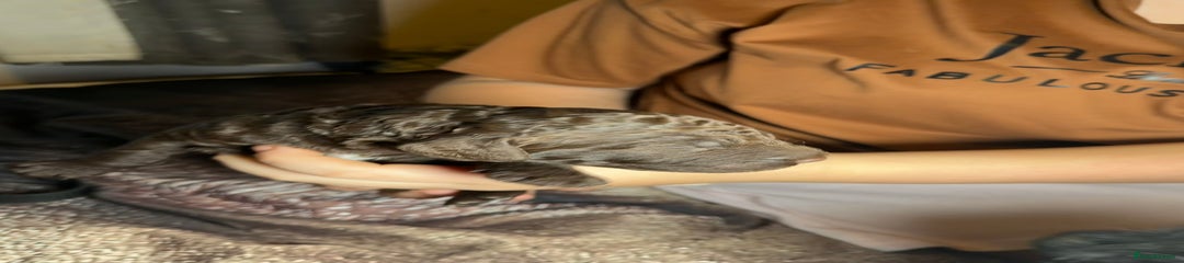 Goldendoodle Puppy 1