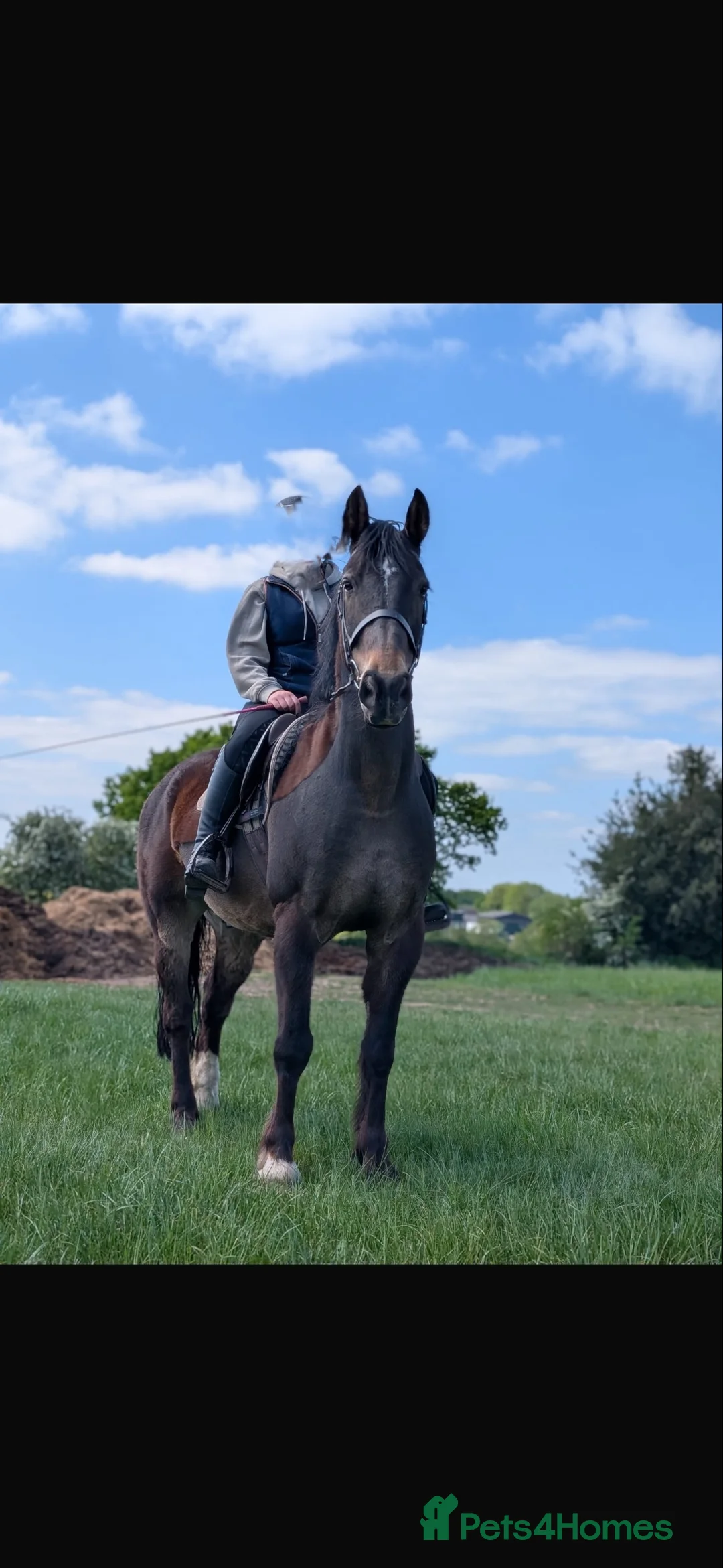Other Breed horses for sale: 15.3h Bay gelding allrounder   - Advert 2