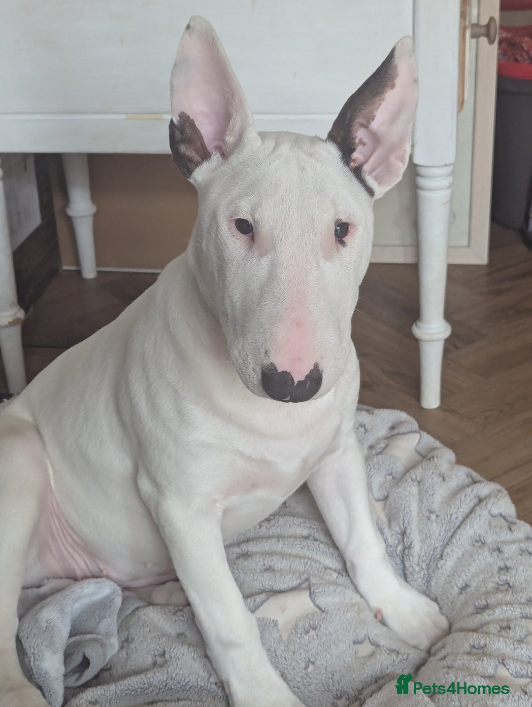 Blue Miniature Bull Terrier Adoption English Bull Miniature Bull